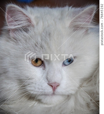 Portrait of a white fluffy cat with multicolored eyes, blue and orange Portrait of a white fluffy cat with multicolored eyes, blue and orange 76645192