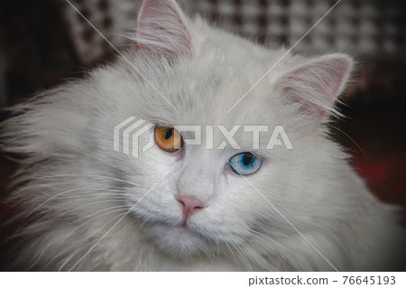 White cat with blue and orange eyes close up White cat with blue and orange eyes close up 76645193