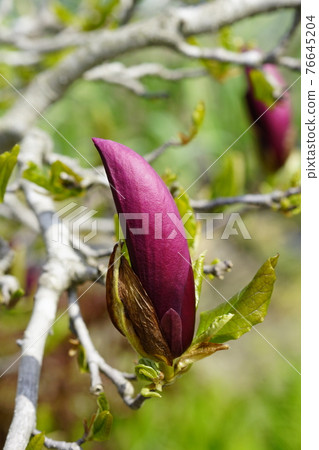 Magnolia bud Magnolia bud 76645204