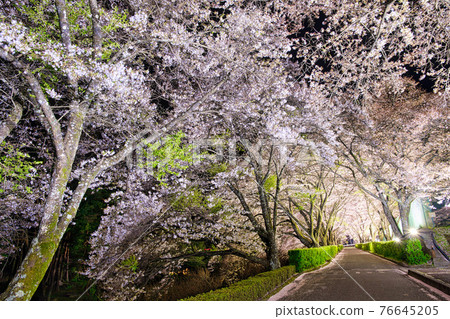Yotagiri Park night cherry blossoms 76645205