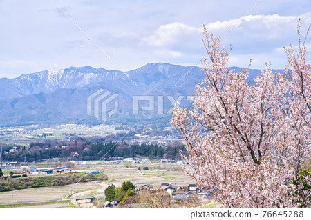 Cherry blossoms at Kamonohira Castle Ruins Cherry blossoms at Kamonohira Castle Ruins 76645288