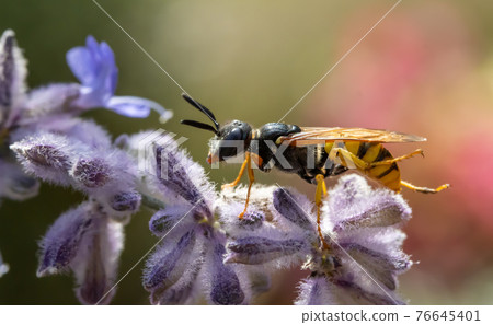 A hunting wasp - Philanthus, Bee-hunters, sitting on flower and watch her victim - honey bee. A hunting wasp - Philanthus, Bee-hunters, sitting on flower and watch her victim - honey bee. 76645401