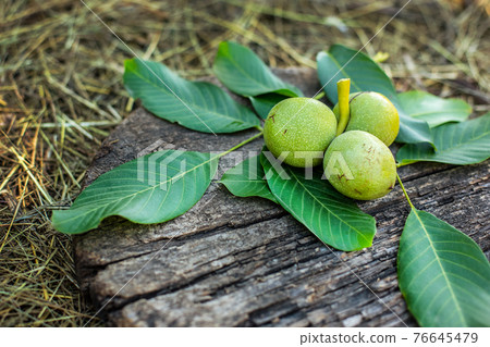 A handful of green young walnuts on a wooden background A handful of green young walnuts on a wooden background 76645479