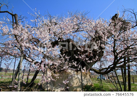 Chitose Sakura in Yonezawa (Aizu Misato Town, Fukushima Prefecture) 76645576
