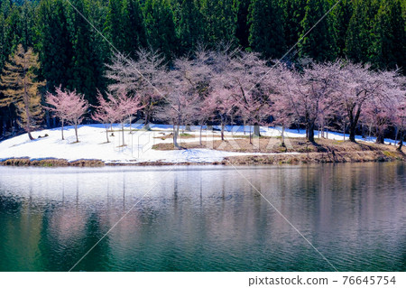 Core cherry blossoms 4 76645754