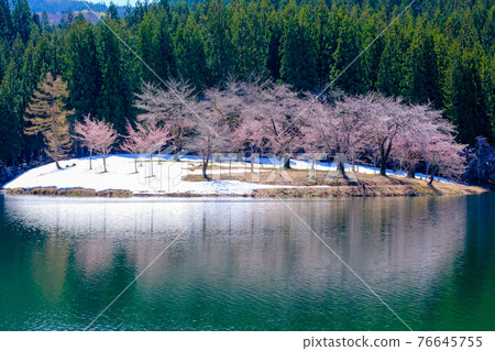 Nakagonosakura 5 76645755