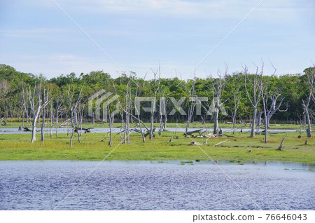 Hokkaido Notsuke Peninsula Narawara 76646043