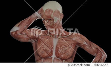 3d animation of muscle human 76646846