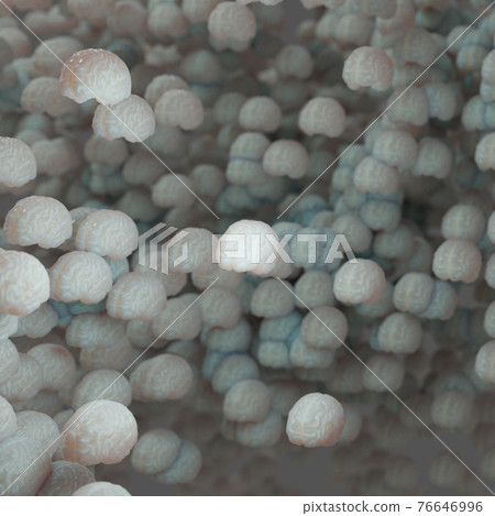 3d rendering of the brain  human  76646996