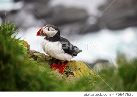 Single atlantic puffin Single atlantic puffin 76647623