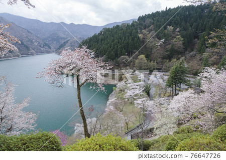 盛開在奧多摩湖春景的吉野櫻花樹 76647726