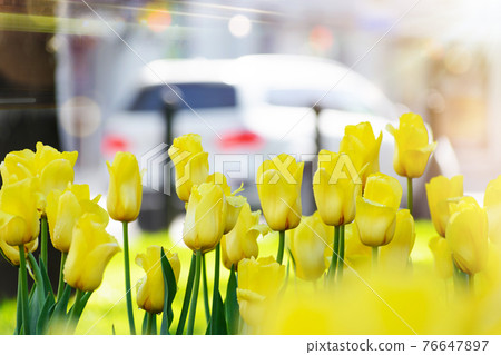 Yellow tulips after rain in the city 76647897