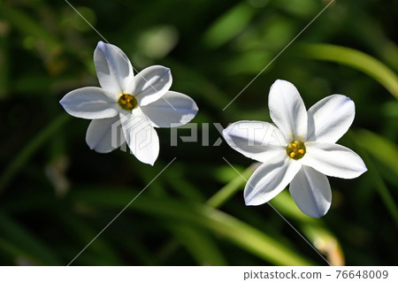 Hananira (Hana) 76648009