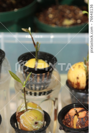 Avocado cultivation 76648136