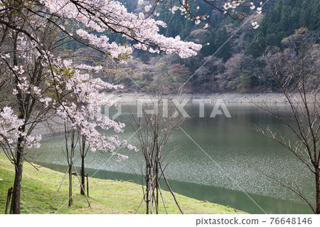 Yoshino cherry tree blooming in Lake Okutama Spring view 76648146