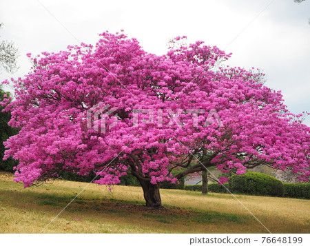 靜岡縣富士公墓三出寺 4 月 76648199