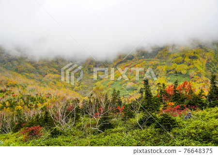 Autumn leaves of Tsugaike Nature Park 76648375