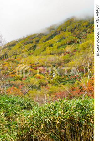 Autumn leaves of Tsugaike Nature Park Autumn leaves of Tsugaike Nature Park 76648437