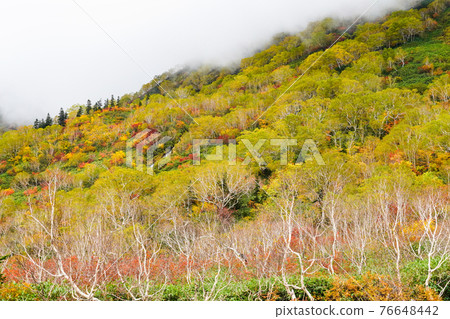 Autumn leaves of Tsugaike Nature Park 76648442