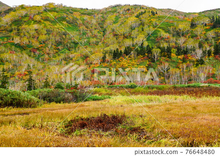 Autumn leaves of Tsugaike Nature Park 76648480