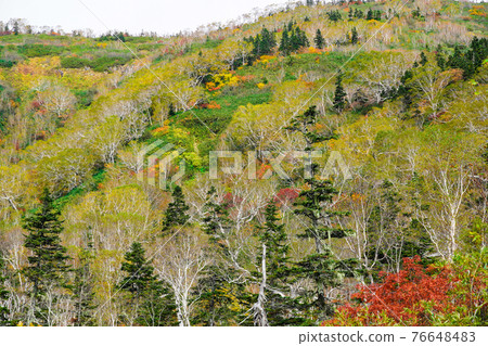 Tsugaike自然公園秋葉 76648483