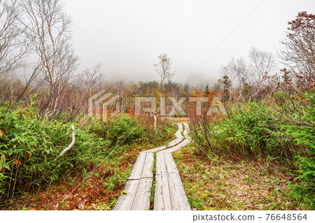 Autumn leaves of Tsugaike Nature Park 76648564