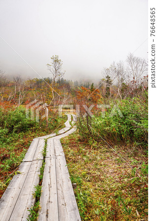Autumn leaves of Tsugaike Nature Park 76648565