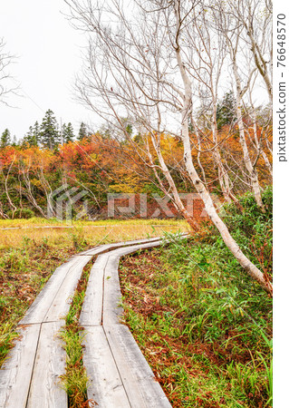 Autumn leaves of Tsugaike Nature Park 76648570