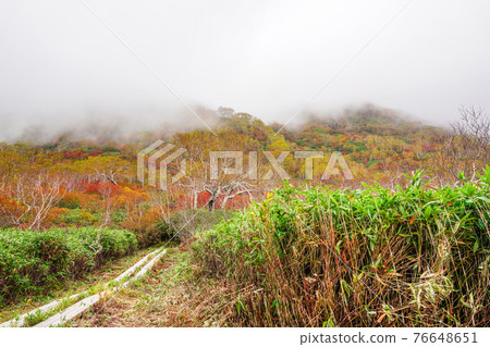 Autumn leaves of Tsugaike Nature Park Autumn leaves of Tsugaike Nature Park 76648651