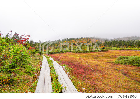 Autumn leaves of Tsugaike Nature Park 76648806