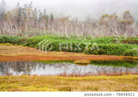 Autumn leaves of Tsugaike Nature Park 76648921