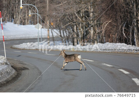 北海道常見景觀“鹿出沒” 76649715