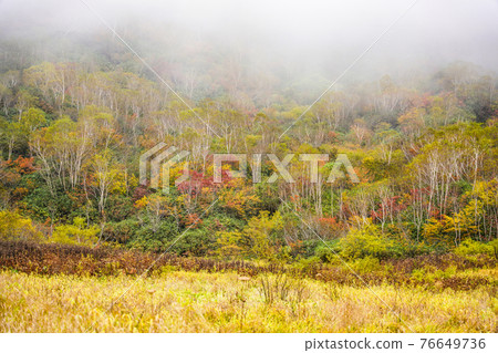 Autumn leaves of Tsugaike Nature Park 76649736