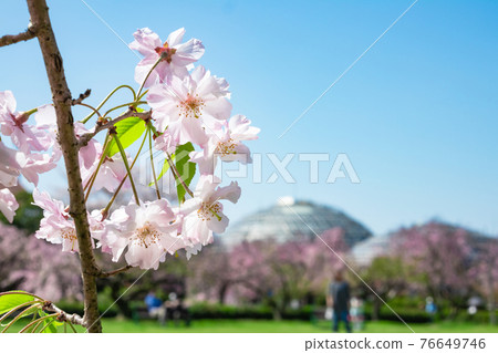 櫻花盛開的東極山水果公園<愛知縣名古屋市> 櫻花盛開的東極山水果公園<愛知縣名古屋市> 76649746