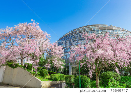 櫻花盛開的東極山水果公園<愛知縣名古屋市> 櫻花盛開的東極山水果公園<愛知縣名古屋市> 76649747