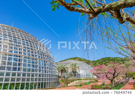 櫻花盛開的東極山水果公園<愛知縣名古屋市> 櫻花盛開的東極山水果公園<愛知縣名古屋市> 76649748