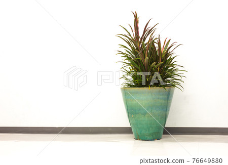 kentia palm pot kentia palm pot 76649880