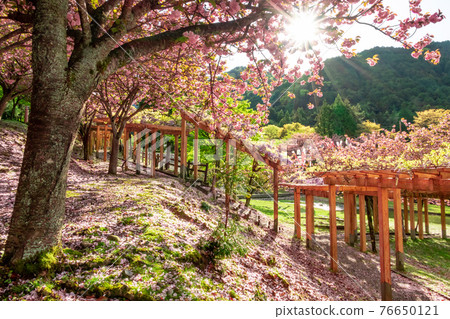 Hanedani Dandan Park, carp streamers and cherry blossoms in full bloom <Kaizu City, Gifu Prefecture> Hanedani Dandan Park, carp streamers and cherry blossoms in full bloom <Kaizu City, Gifu Prefecture> 76650121