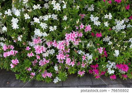 Multi color Japanese Azales, Tsutsuji, in Tokyo 76650802