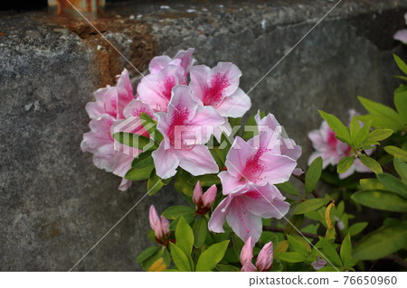 Pink Japanese Azalea, Tsutsuji, flowers Pink Japanese Azalea, Tsutsuji, flowers 76650960