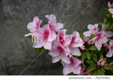 Pink Japanese Azalea, Tsutsuji, flowers Pink Japanese Azalea, Tsutsuji, flowers 76650962