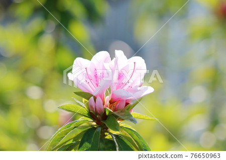 Pink Japanese Azalea, Tsutsuji, flowers  76650963