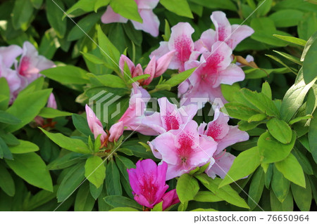 Pink Japanese Azalea, Tsutsuji, flowers Pink Japanese Azalea, Tsutsuji, flowers 76650964