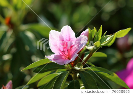 Pink Japanese Azalea, Tsutsuji, flowers Pink Japanese Azalea, Tsutsuji, flowers 76650965