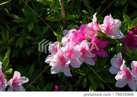 Pink Japanese Azalea, Tsutsuji, flowers  76650966
