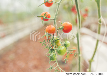 Beautiful red ripe heirloom tomatoes grown in a greenhouse. 76651000