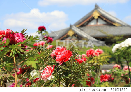 足立區西新井大師牡丹園西新井 足立區西新井大師牡丹園西新井 76651211