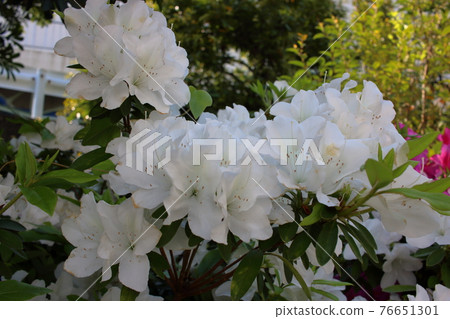 White Japanese Azalea, Tsutsuji, flowers White Japanese Azalea, Tsutsuji, flowers 76651301
