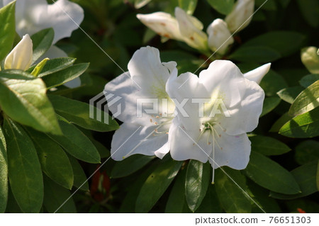 White Japanese Azalea, Tsutsuji, flowers White Japanese Azalea, Tsutsuji, flowers 76651303
