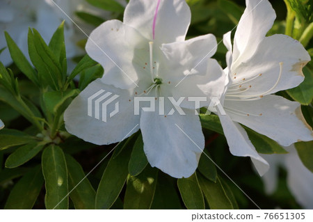 White Japanese Azalea, Tsutsuji, flowers White Japanese Azalea, Tsutsuji, flowers 76651305